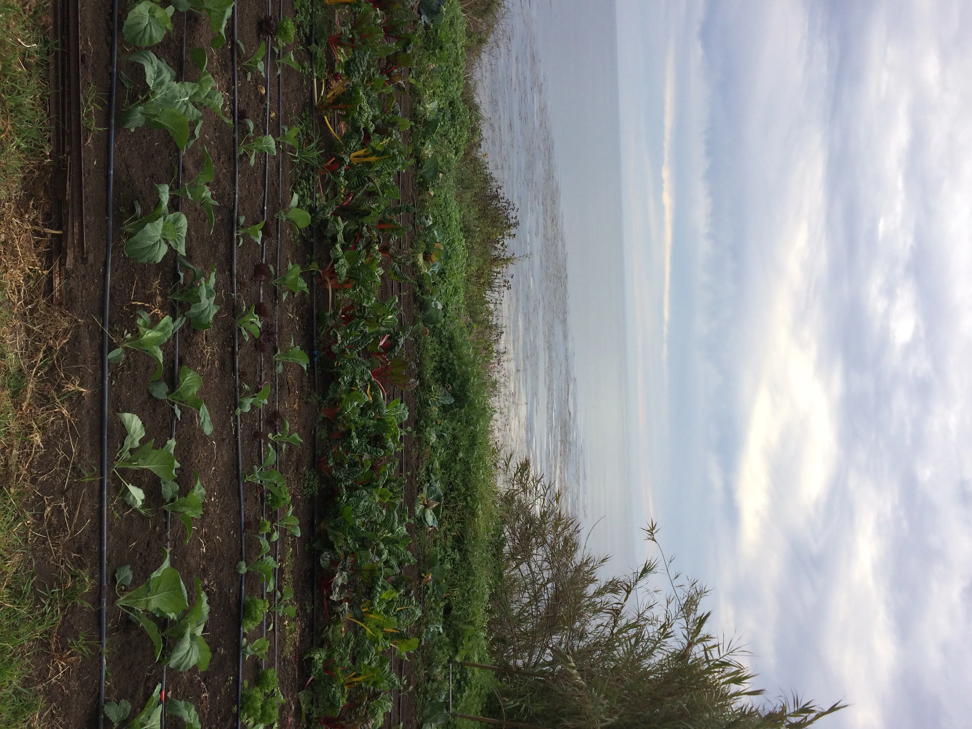 Esalen's biodynamic farm on the cliff top: beds of rainbow chard and young brassicas on drip lines, with the Pacific and an overcast sky beyond