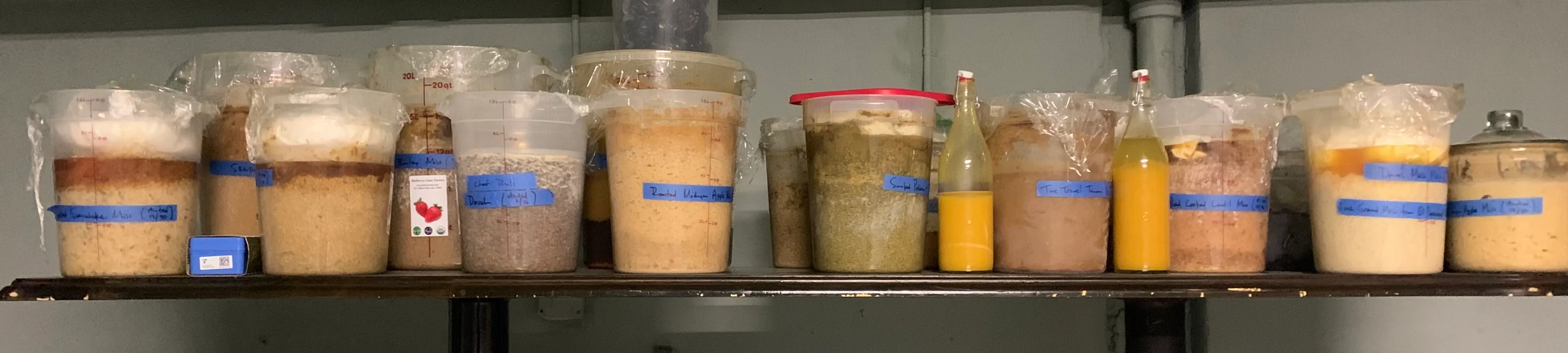 A long shelf of Kevin's fermentation cellar: some fifteen tubs of miso and koji at different stages, each taped and hand-labelled, with two bottles of bright orange ferment among them